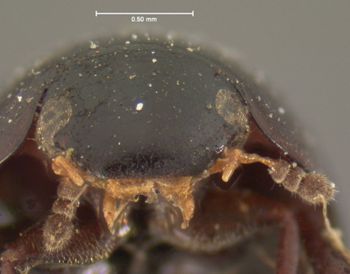 Media type: image;   Entomology 3142 Aspect: head frontal view